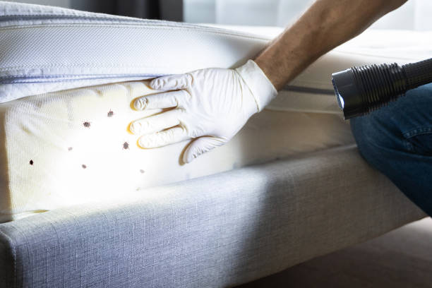Best Pest Control Near Me in Kirbyville, TX