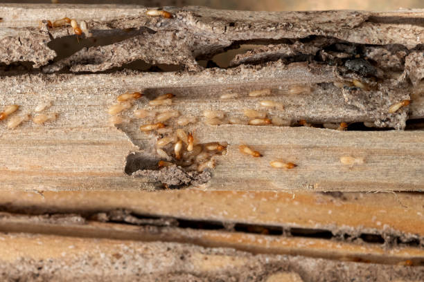 Best Spider Control Near Me  in Kirbyville, TX