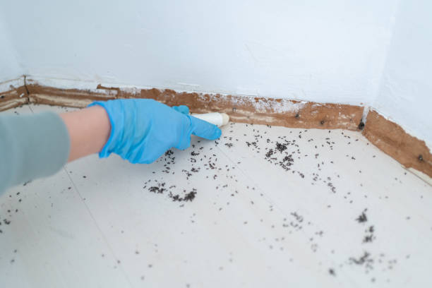Best Flea Control Services  in Kirbyville, TX